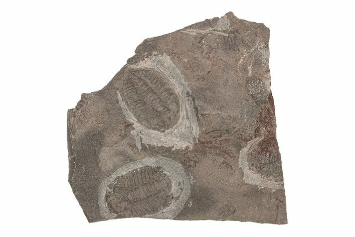 Ordovician Trilobite Plate - Tafraoute, Morocco #267353